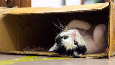 Will Books Be on Sale for Prime Day? And Why Do Cats Love Cardboard Boxes?